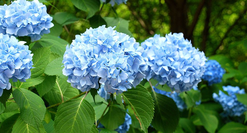 hydrangeas