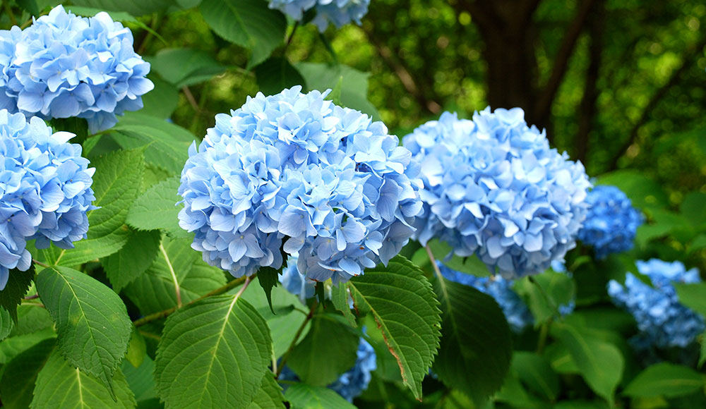 Gardening Club - Hydrangeas